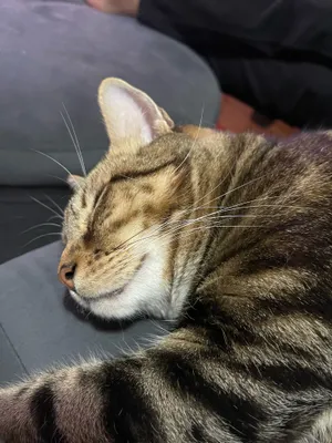 Tabby cat asleep on a dark blanket