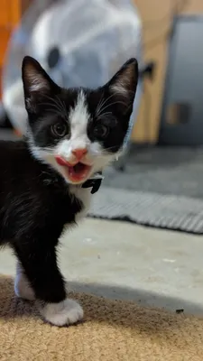 Tuxedo kitten licking its nose on the carpet