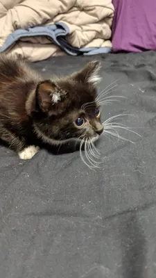 Tabby cat curled up on a bed