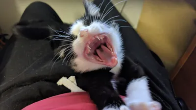 Close-up of a tuxedo kitten yawning