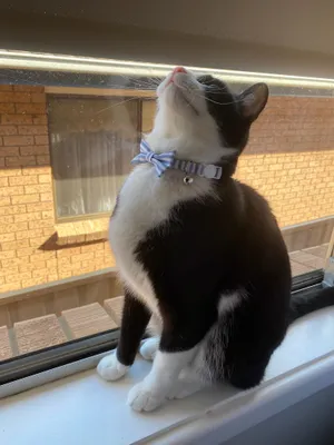 Black and white cat watching through a window