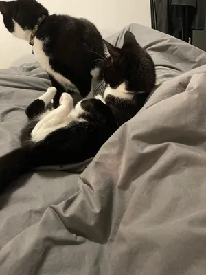 Two black and white cats sitting together on bedding