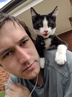 Tuxedo kitten on a person's shoulder near a window