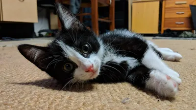 Tuxedo kitten lying on its side on the carpet