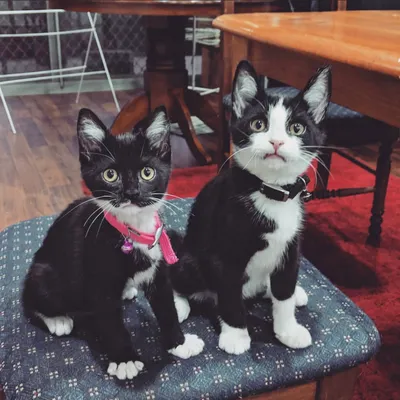 Two black and white kittens sitting side by side