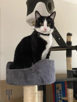 Tuxedo cat sitting on a cat-tree platform
