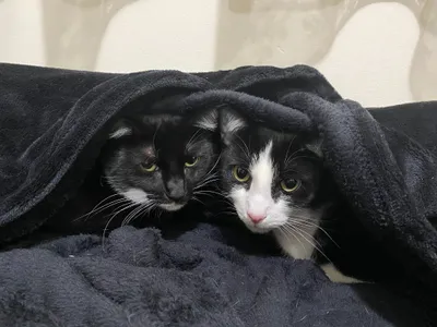 Two cats nestled under a dark blanket