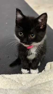 Small black kitten with white paws on a light blanket