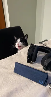 Black and white cat peeking around a desk monitor