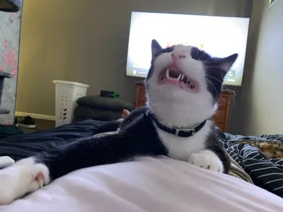 Tuxedo cat yawning while lying on a person's chest