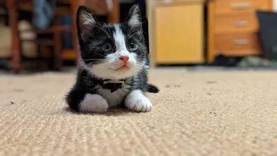 Tuxedo kitten stretched out on the carpet