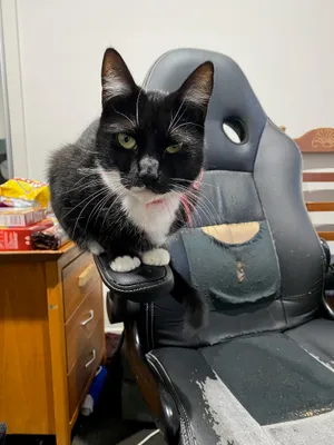 Tuxedo cat relaxing on an office chair