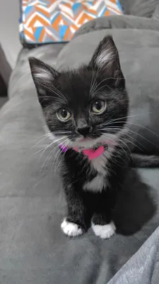 Black kitten sitting with its white paws together