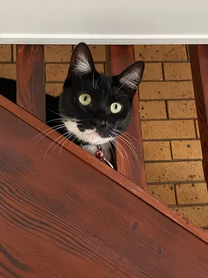Black and white cat peering around a wooden stair rail
