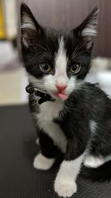 Close-up of a tuxedo kitten looking toward the camera